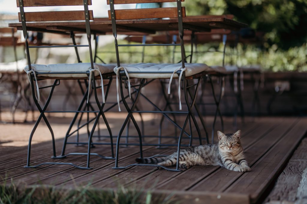 Terrace and lazy cat