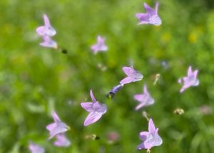 Flowers of Na Skaluc