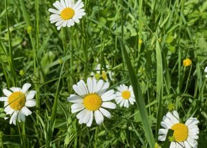 Flowers of Na Skaluc