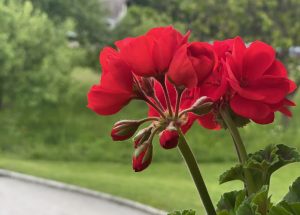 Flowers of Na Skaluc