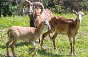 Muflon